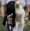 Puiuți labrador retriever galben negru masculi femele