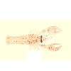 Mezashi Rock Lobster 7.5cm 6g Clear Magic, Mustad