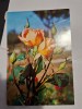 Carte postala floare 1, Circulata, Fotografie