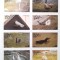 Oman, pasari, flamingo, pelican, pinguin, barza, 8v. nedantelat nestampilate