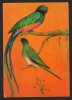 CPIB 22368 - CARTE POSTALA - BUCURESTI MUZEU GRIGORE ANTIPA. CHESALI GUATEMALA, Necirculata, Fotografie