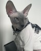Mascul Sfinx - Sphynx MONTA