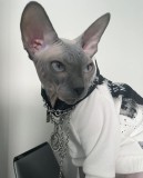 Mascul Sfinx - Sphynx MONTA