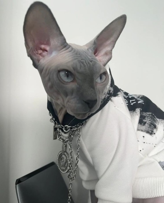Mascul Sfinx - Sphynx MONTA