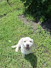 Donez cățel bichon maltez