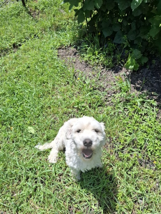 Donez cățel bichon maltez