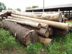 Material lemnos: Lot 3 - 53,73 m3 lemn rotund esen?a ra?inoasa, specia molid foto