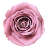 Cumpara ieftin Trandafiri Criogenati MINI CHERRY BLOSSOM (&Oslash;3,5-4,5cm, set 12buc)