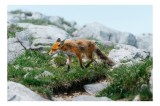 Tablou Canvas Natură Vulpe &icirc;n Habitatul St&acirc;ncos de Munte, 39 x 26 cm, CMCLASS