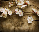 Cumpara ieftin Fototapet autocolant Flori de cires2, 250 x 200 cm