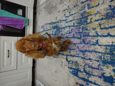 Puii de coker spaniol foto