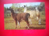 HOPCT 14875 LAMA- [LAMA GLAMA] - -FAUNA - -NECIRCULATA