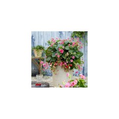Planta Căpșun, planta fragola summer breeze cherry, ghiveci de 10 cm