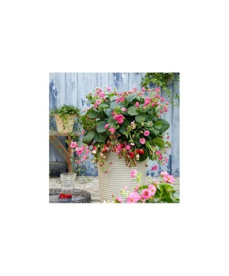 Planta Căpșun, planta fragola summer breeze cherry, ghiveci de 10 cm foto