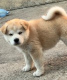 V&acirc;nd Akita inu japonez