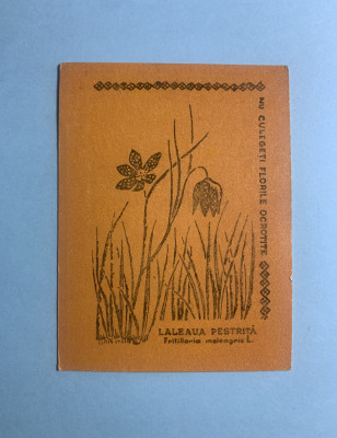 Calendar 1969 flori Laleaua Pestriță foto