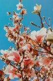 Tablou Canvas, "Magnolii &icirc;nflorite sub cerul albastru", Magnolie, Albastru, Cer, Flori, Ramuri, Primăvară, Delicatețe, Natură, Petale, Lumina, &Icirc;nflori