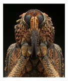 Tablou Canvas, "Străjerul cu armură punctată", Insectă, Detaliu, Texturi, Ochi, Maro, Puncte, Antene, Complexitate, Natură, Macro., 26 x 39 cm, CMCLAS
