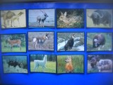 HOPCT LOT NR 50 / 12 CARTONASE - ANIMALE ERBIVORE / FAUNA- ITALIA