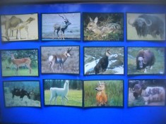 HOPCT LOT NR 50 / 12 CARTONASE - ANIMALE ERBIVORE / FAUNA- ITALIA