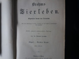 Tierleben (vogel) dr. brehm viata animalelor 1900