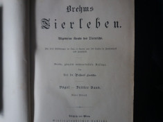 tierleben (vogel) dr. brehm viata animalelor 1900 foto