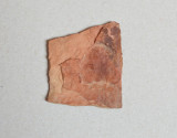 Fagus planta fosila din Pliocen