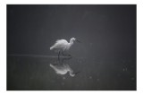 Tablou Canvas, "Egreta solitară &icirc;n ceața dimineții", Egret, Eleganță, Reflexie, Apă, Ceață, Natură, Liniște, 39 x 26 cm, CMCLASS