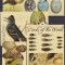 DB1 Fauna Pasari Bequia St. Vincent of Grenadines 2 x MS + 2 x SS MNH