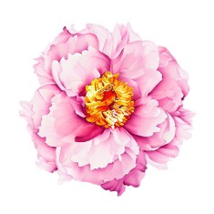 Sticker decorativ Floare Bujor, Roz, 61 cm, 7689ST foto