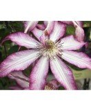 Clematis Tae Roz Intens, Ghiveci 2L, Planta Cataratoare Ornamentala, Viticella, Iunie-Septembrie, 2-2.5m