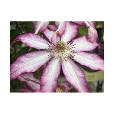 Planta Clematis Tae C2, ghiveci 2l
