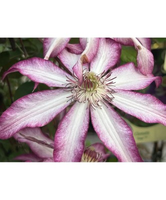 Planta Clematis Tae C2, ghiveci 2l foto
