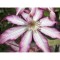 Planta Clematis Tae C2, ghiveci 2l