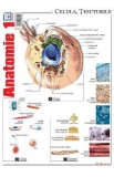 Plansa Anatomie 1