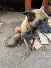 Lup Malinois foto