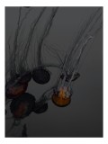 Tablou Canvas, "Dansul elegant al meduzelor nocturne", Tentacule, Transparență, Ocean, Mister, Plutire, Ad&acirc;ncuri, Strălucire, Dans., 26 x 39 cm, CMCLA