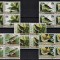 NIUE 1985 - Pasari, Audubon aniv. 200 de ani / serie completa MNH (Michel 100&euro;)