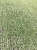 Gazon Artificial Verde Basic 7mm, 1x1m, Antialergic, Polipropilena - Curte, Terasa, Balcon, Piscina
