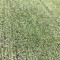 Mocheta tip Gazon Artificial Basic, Lungime Fir 7 mm, Latime 1m, Marime 100 x 100 cm, Verde, Antialergic, Polipropilena, Curte, Terasa, Balcon, Piscin