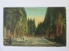 Carte postala Constantinopol-Cimitir turc in Scutari 1921 posta franceza, Circulata, Turcia, Printata