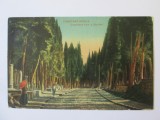 Carte postala Constantinopol-Cimitir turc in Scutari 1921 posta franceza