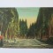 Carte postala Constantinopol-Cimitir turc in Scutari 1921 posta franceza