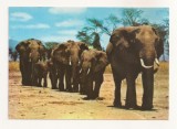 FA68-Carte Postala- CONGO - Kinshasa, Priority to Elephants, circulata 1973, Fotografie