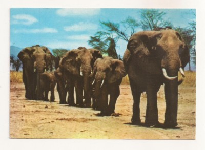 FA68-Carte Postala- CONGO - Kinshasa, Priority to Elephants, circulata 1973 foto