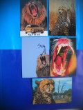 HOPCT LOT NR 446 FELINE -FAUNA -5 CARTI POSTALE-NECIRCULATE, Circulata, Printata