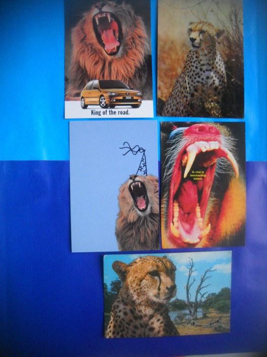 HOPCT LOT NR 446 FELINE -FAUNA -5 CARTI POSTALE-NECIRCULATE