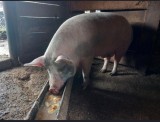 V&acirc;nd porci