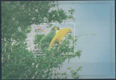 PARAGUAY 2015 PASARI PAPAGALI foto