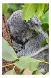 Tablou Canvas, "Koala &icirc;ntr-un somn ad&acirc;nc și dulce", Koala, Somnoros, Blănos, Frunze, Copac, Odihnă, Natural, Calm, Verde, Tihnă, 26 x 39 cm, CMCLASS